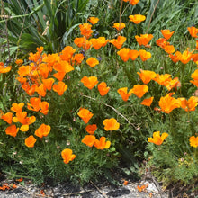 Load image into Gallery viewer, California Poppy Seed Grow Kit