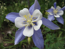 Load image into Gallery viewer, Rocky Mountain Columbine Seed Grow Kit