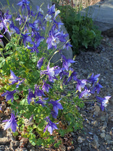Load image into Gallery viewer, Rocky Mountain Columbine Seed Grow Kit